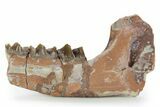 Sub-Adult Running Rhino (Hyracodon) Jaw Section - South Dakota #355977-1